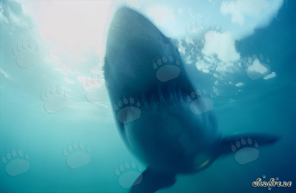 Requin Blanc Fantôme devant l'île Dyer en Afrique du Sud
