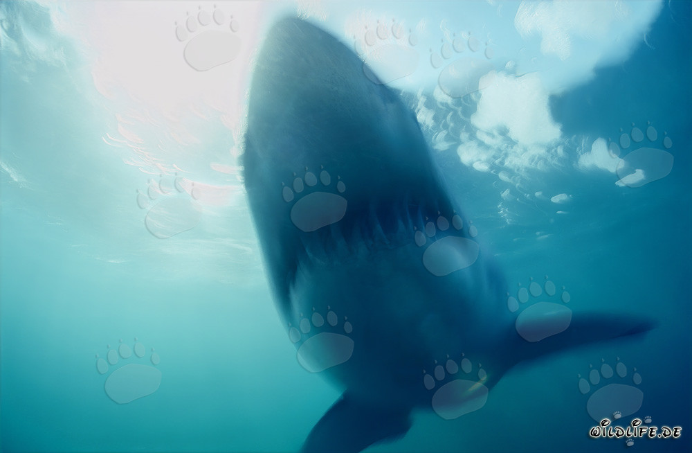 Tiburón Blanco Fantasma frente a la Isla Dyer en Sudáfrica