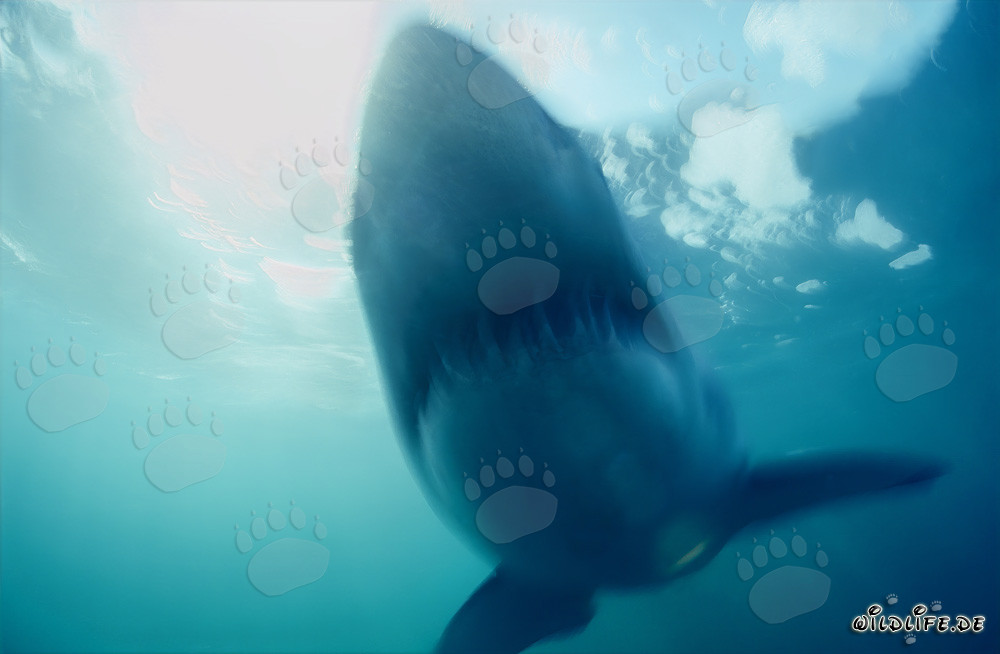 Phantom Weißer Hai vor Dyer Island in Südafrika