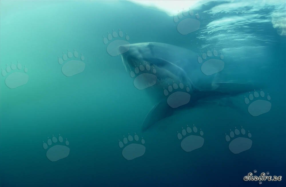 Surface hunter Great White Shark approaching in the shadows