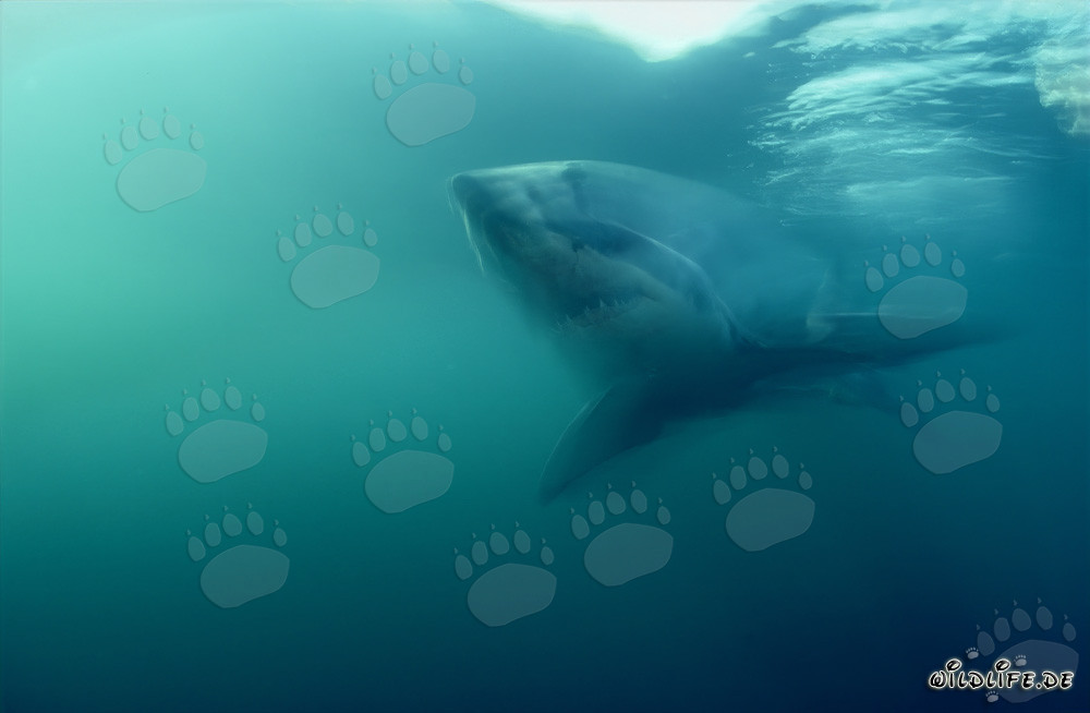 Un grand requin blanc s'approche de la caméra de manière furtive