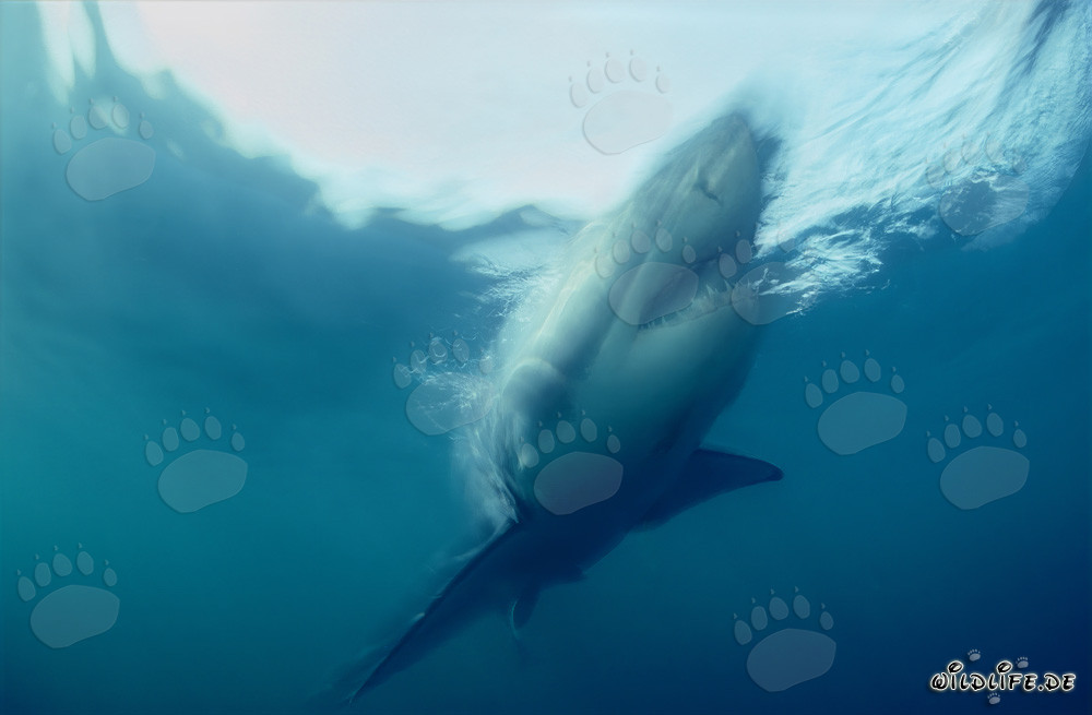 Impressive Great White Shark in steep ascent off the coast of South Africa