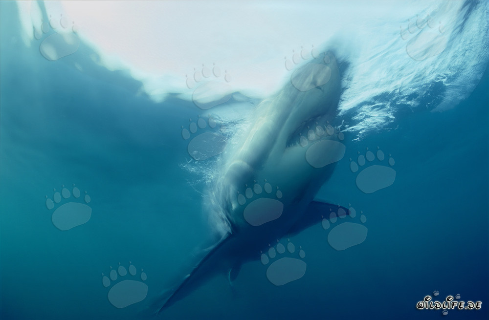 Grand requin blanc impressionnant en montée raide au large de la côte sud-africaine