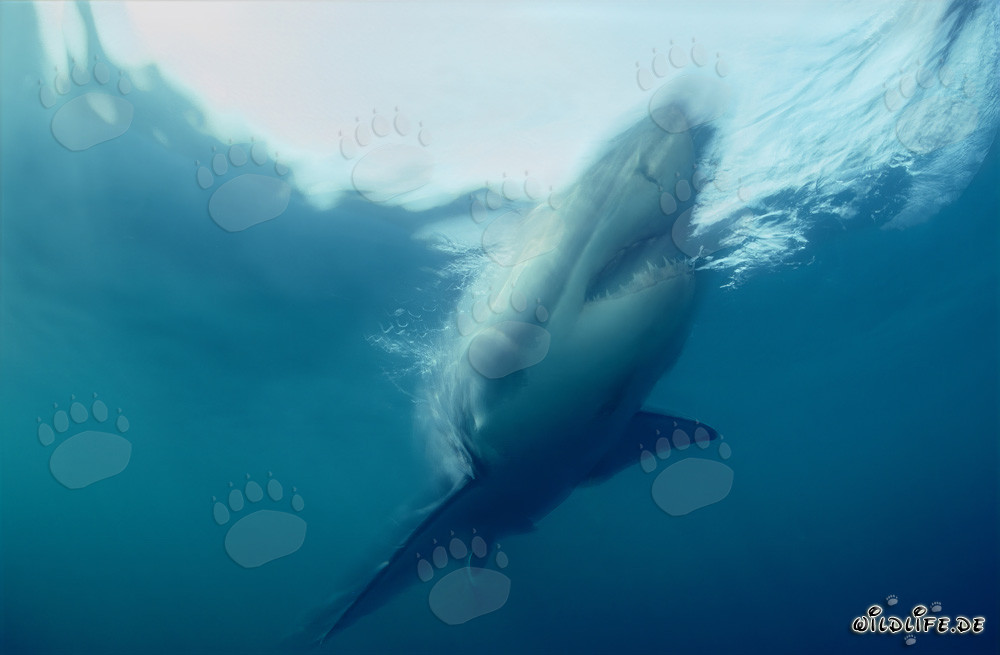 Impresionante Gran Tiburón Blanco en ascenso empinado frente a la costa de Sudáfrica