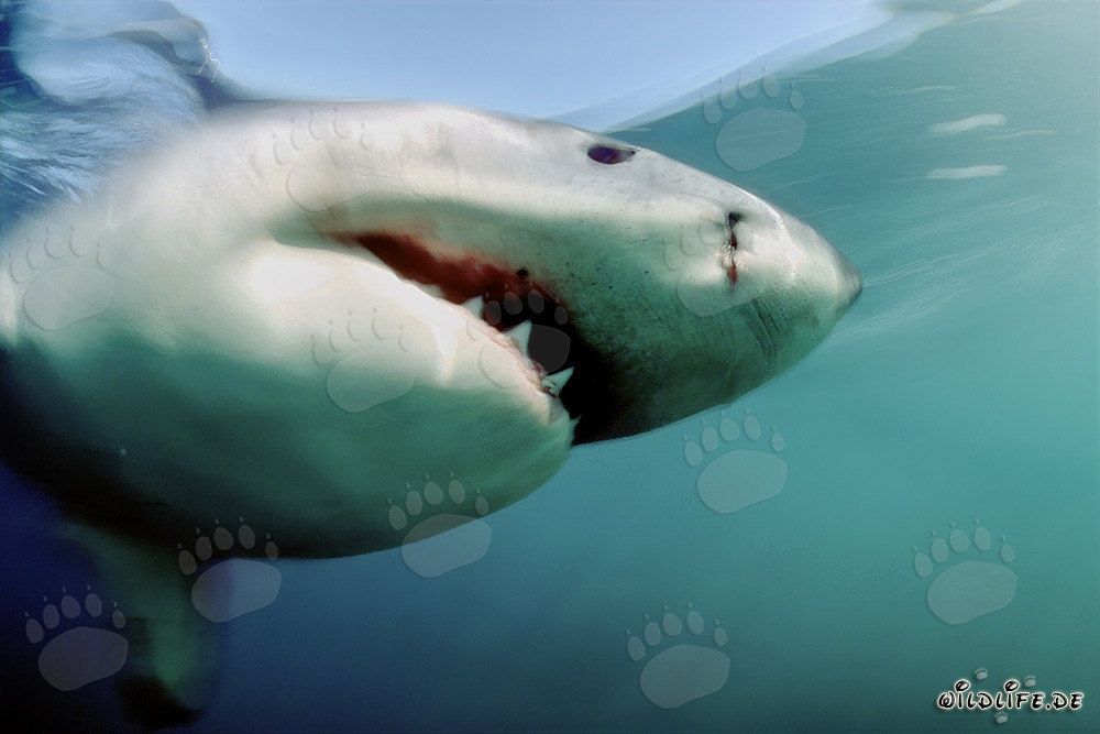 Voleur élégant : Majestueux Grand Requin Blanc devant Geyser Rock