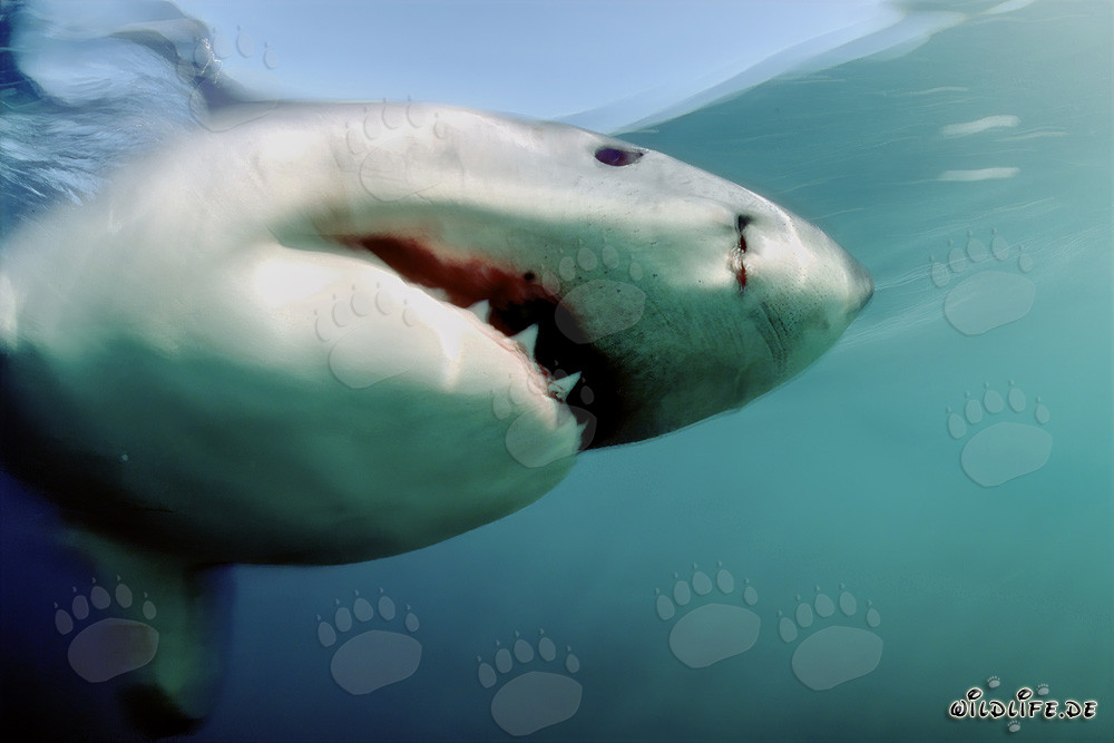 An elegant predator: the majestic Great White Shark off Geyser Rock