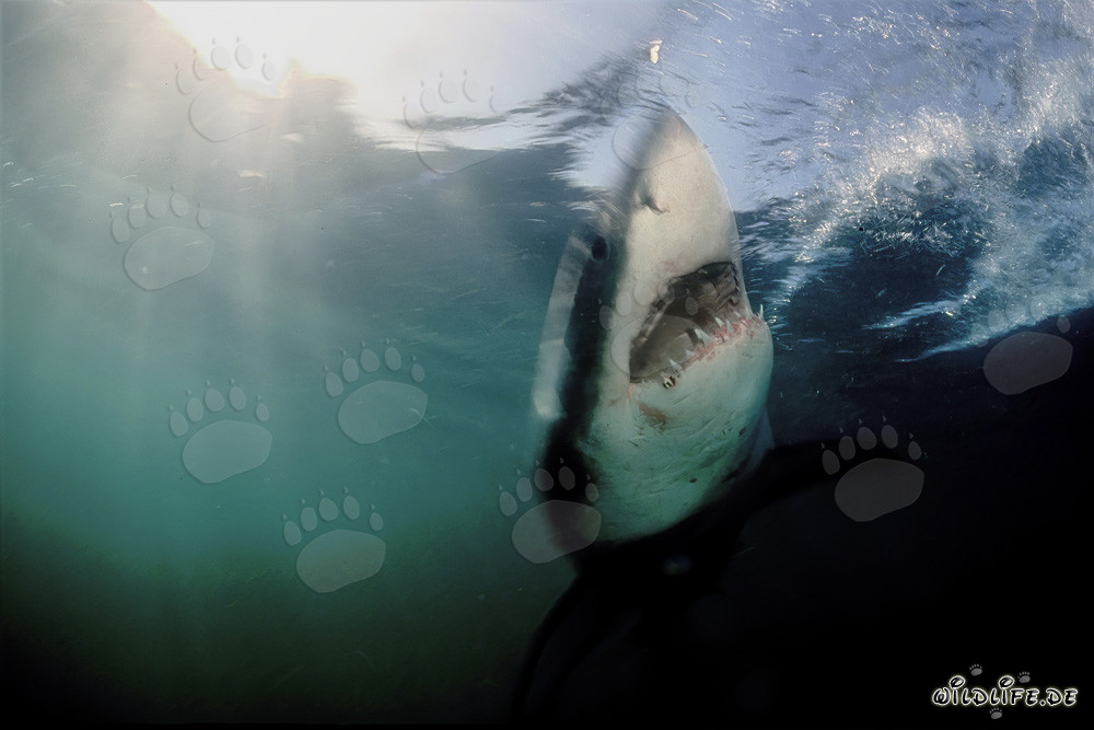 Le Fantôme des Profondeurs - Majestueux Grand Requin Blanc