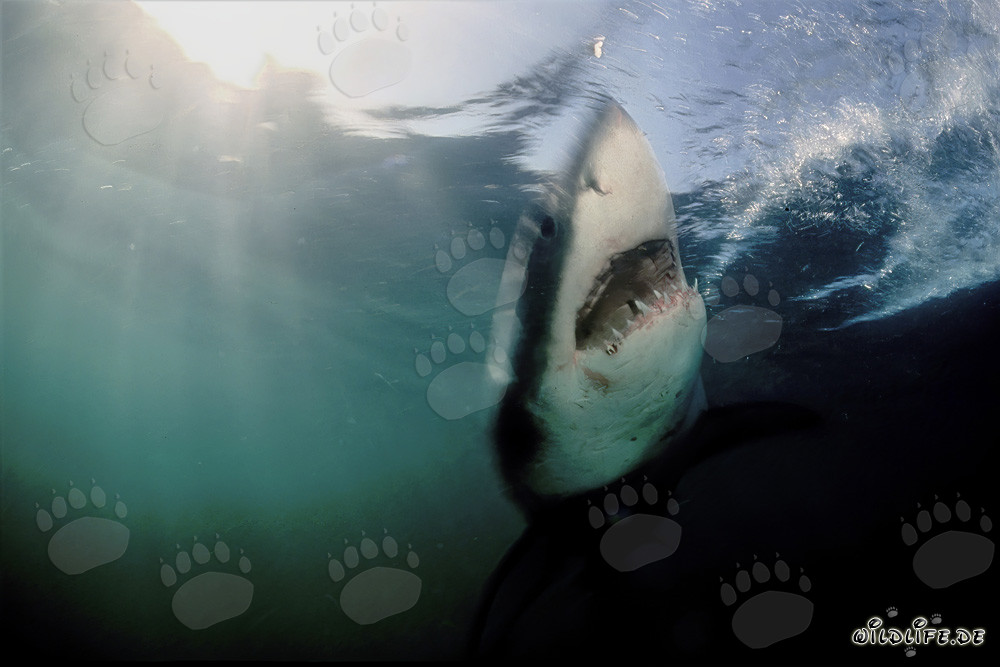 The Phantom of the Depth - Majestic Great White Shark