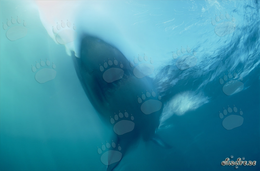 Requin blanc fantôme devant Geyser Rock en Afrique du Sud