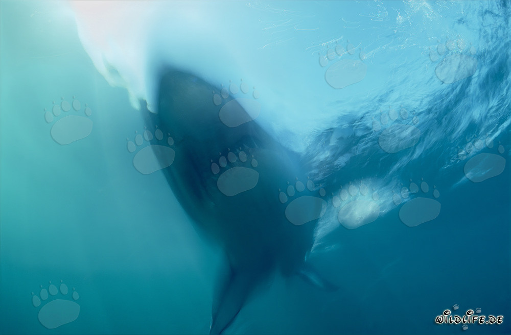 Phantom Great White Shark near Geyser Rock in South Africa