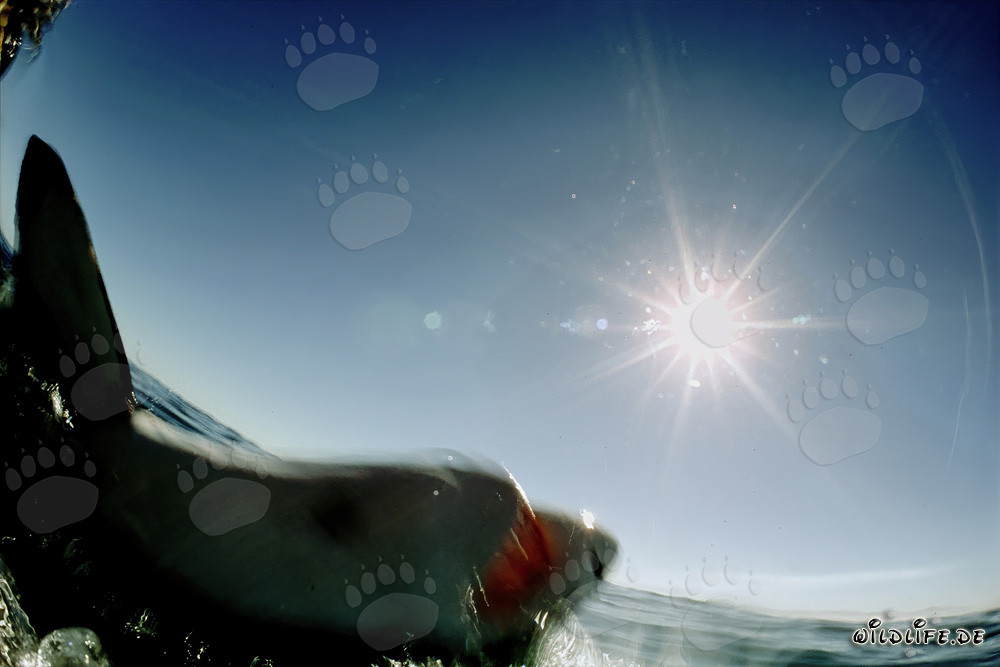 Grand requin blanc devant le soleil