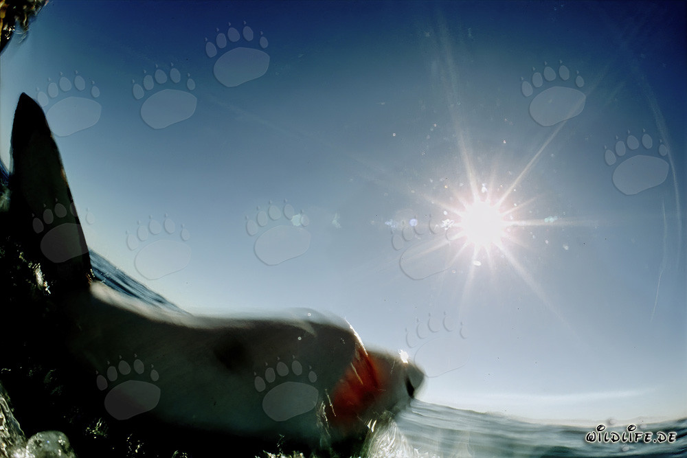 Impressive Great White Shark in front of the sun
