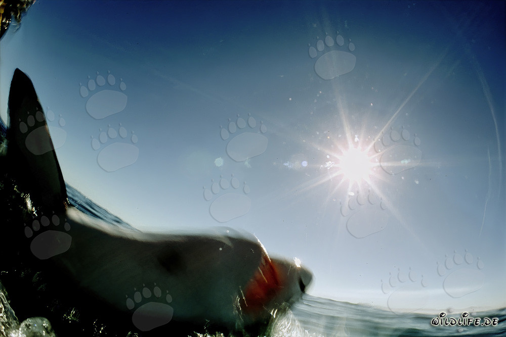 Impresionante tiburón blanco frente al sol