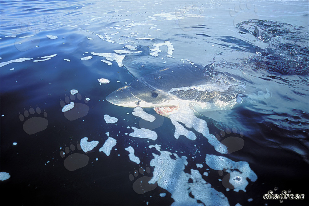 Les contours impressionnants du grand requin blanc dans son environnement naturel
