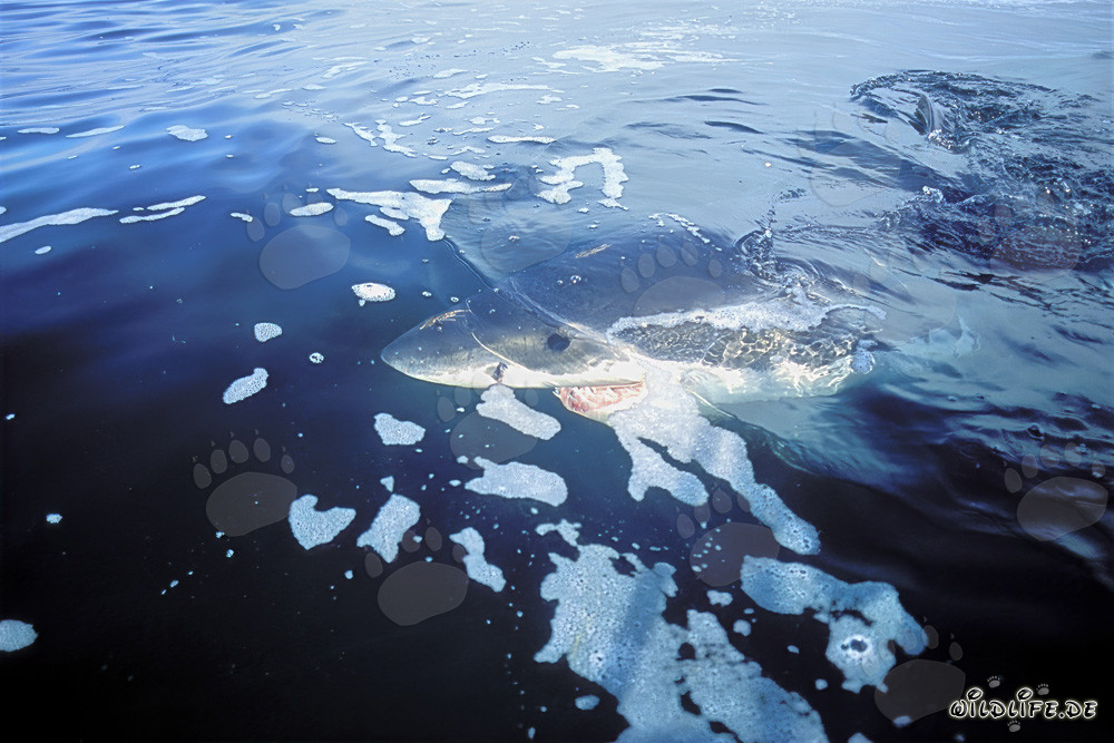 The impressive outlines of the Great White shark in its natural environment