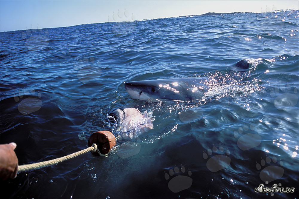 Impressive Great White Shark follows the bait to the boat
