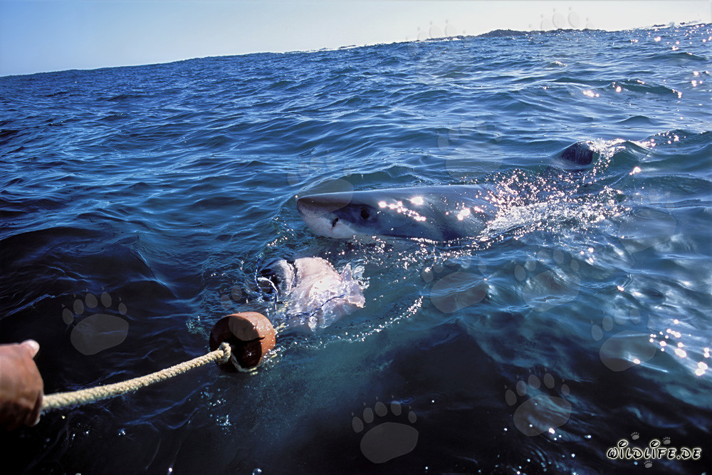 Grand requin blanc impressionnant poursuit l'appât jusqu'au bateau