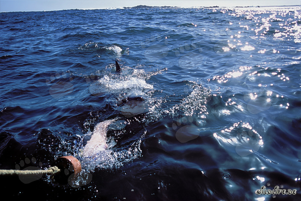 Impressive Great White Shark on the hunt off the coast of South Africa