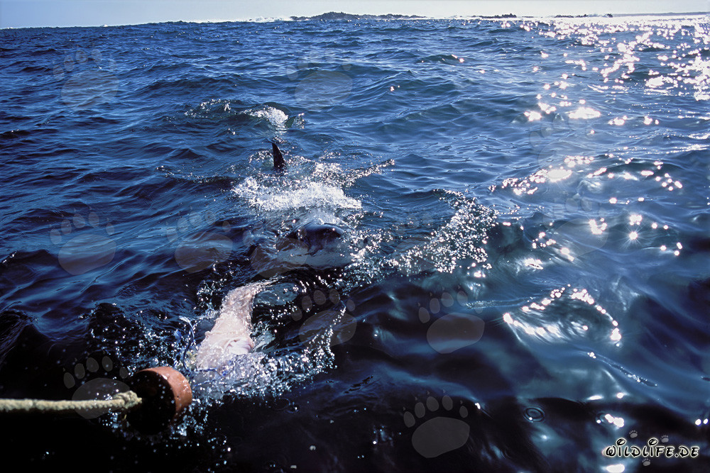 Grand requin blanc impressionnant à la recherche de proies au large des côtes sud-africaines