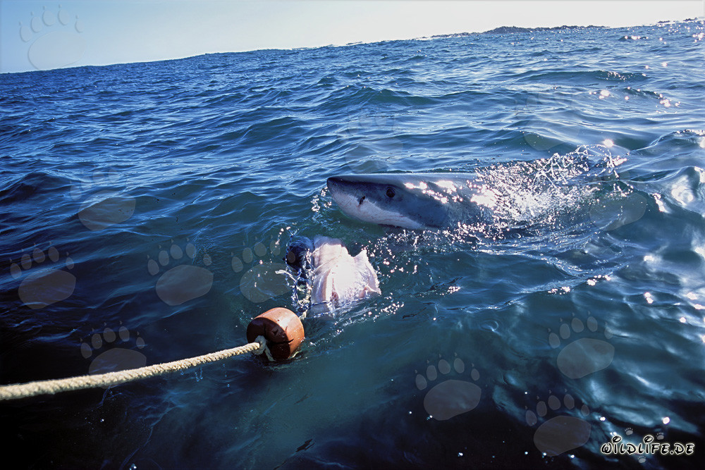 Great White shark biting at the bait
