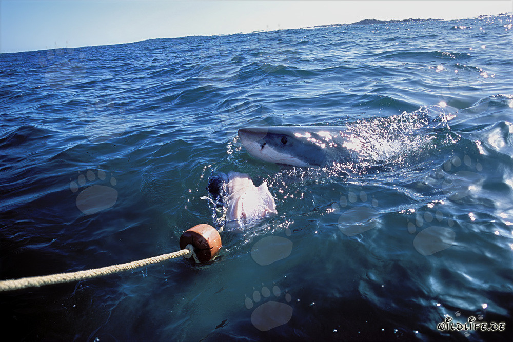 Requin blanc mord après l'appât