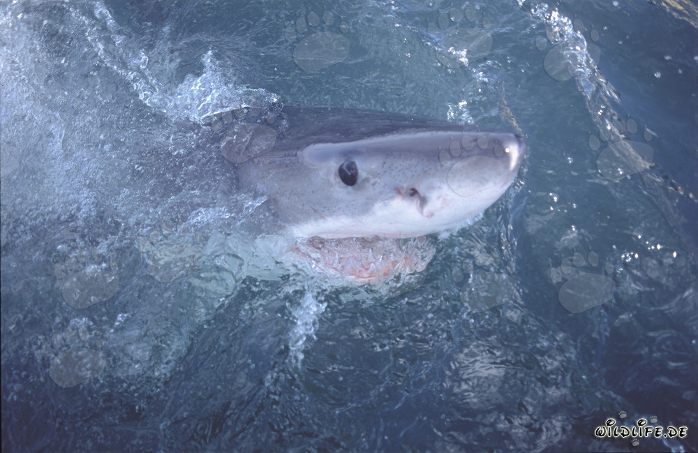 Grand requin blanc fascinant explore le monde au-dessus de l'eau