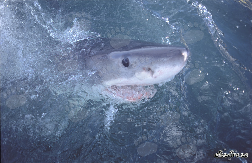 Fascinating great white shark exploring the world above water