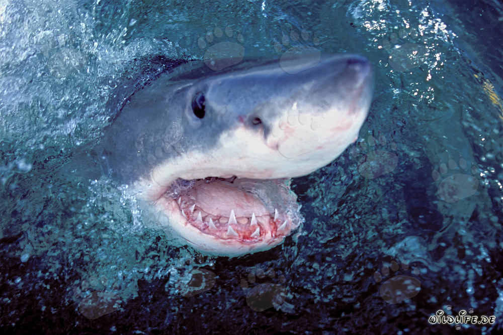 Requin blanc - Majestueux chasseur des mers émerge de l'eau
