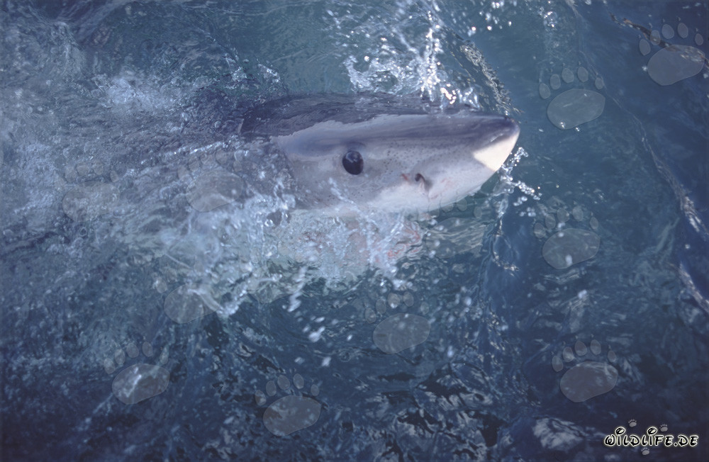 L'œil intense et profondément bleu du grand requin blanc