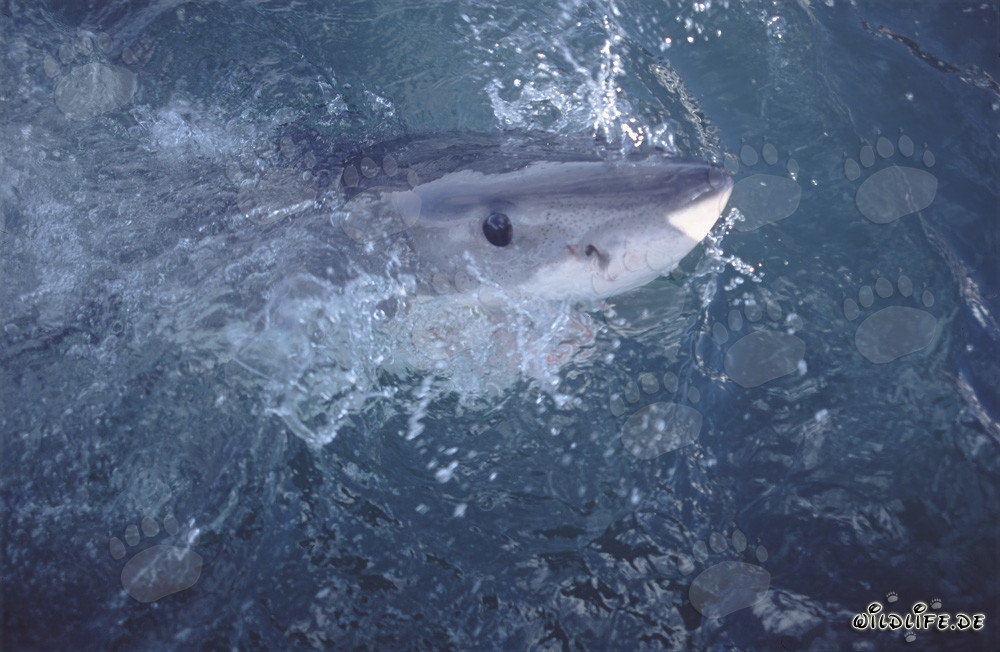 The intense deep blue eye of the Great White Shark