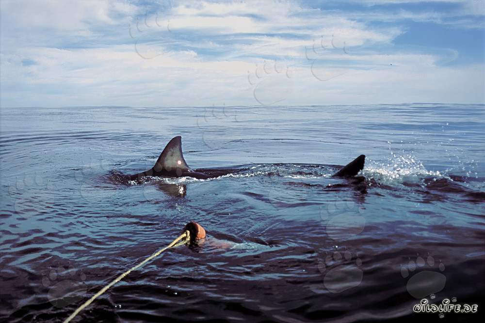 Impressive Great White Shark cautiously circling the bait