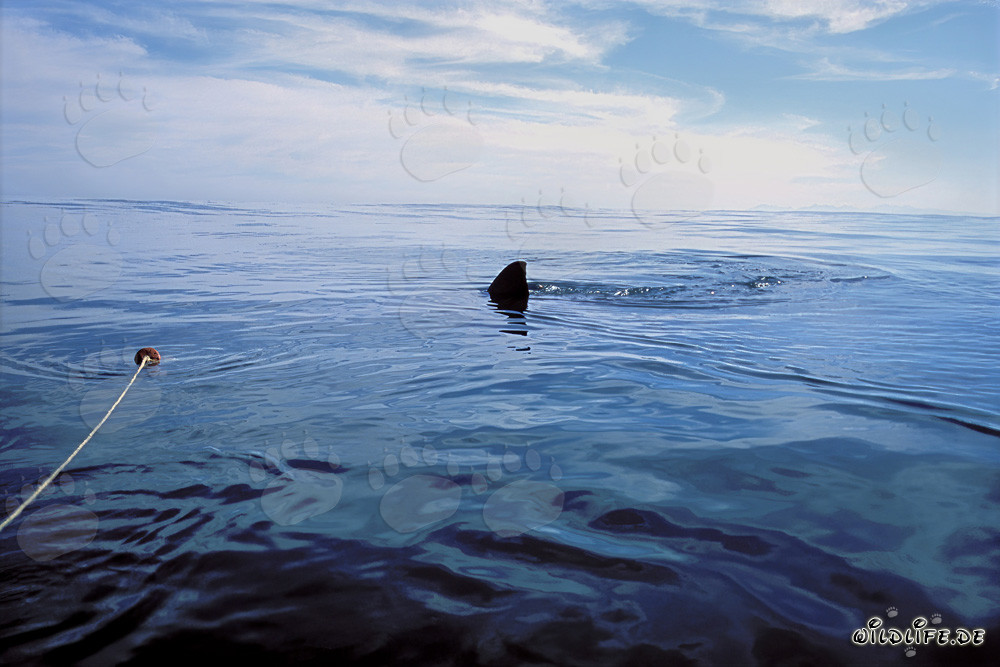 The majestic dorsal fin of the Great White shark