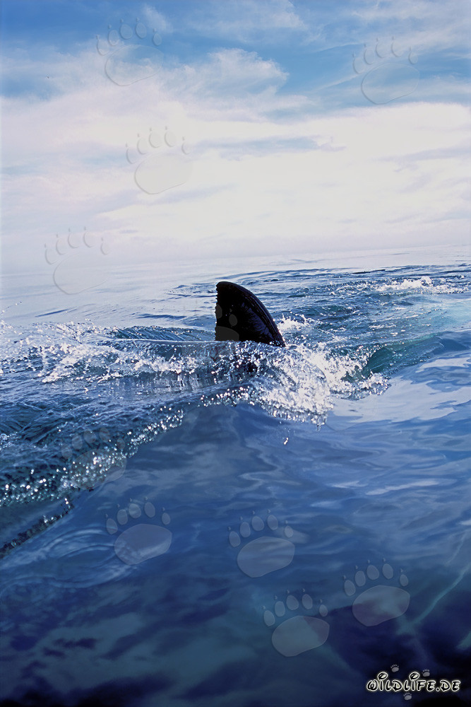 Aleta dorsal majestuosa del gran tiburón blanco cortando el agua cristalina frente a la Isla Dyer