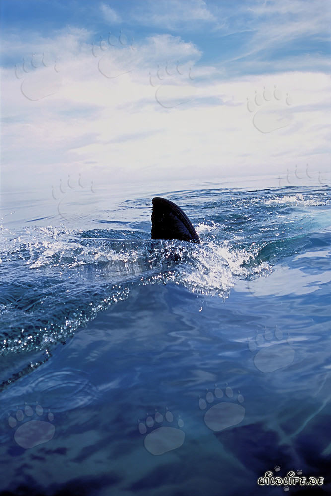 Nageoire dorsale majestueuse du grand requin blanc traversant l'eau cristalline devant l'île Dyer