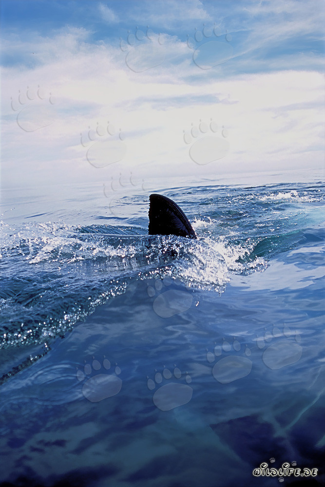 Majestic white shark dorsal fin cutting through the crystal clear waters off Dyer Island