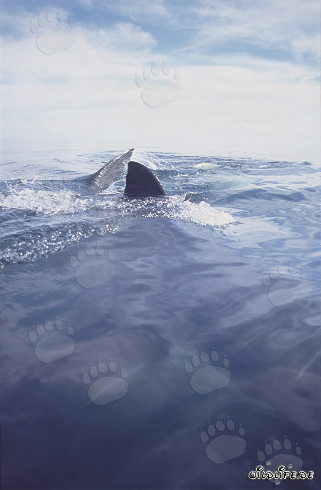 Endangered Great White Shark at the Water Surface off South Africa