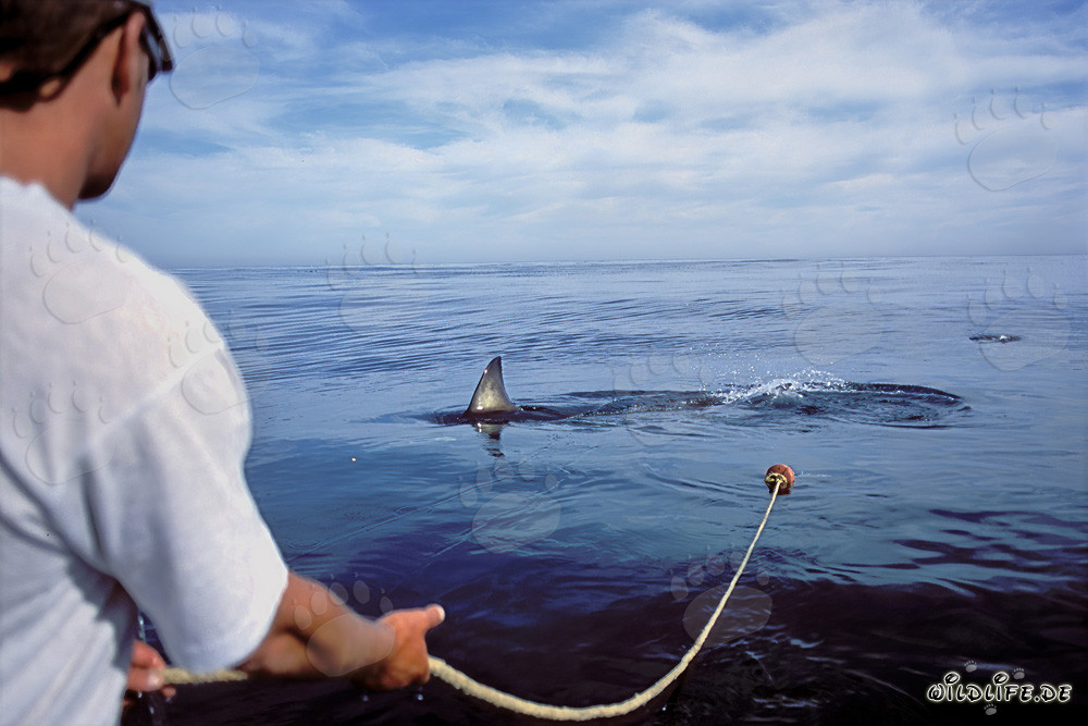 Majestic Great White Shark Dorsal Fin Close to the Boat
