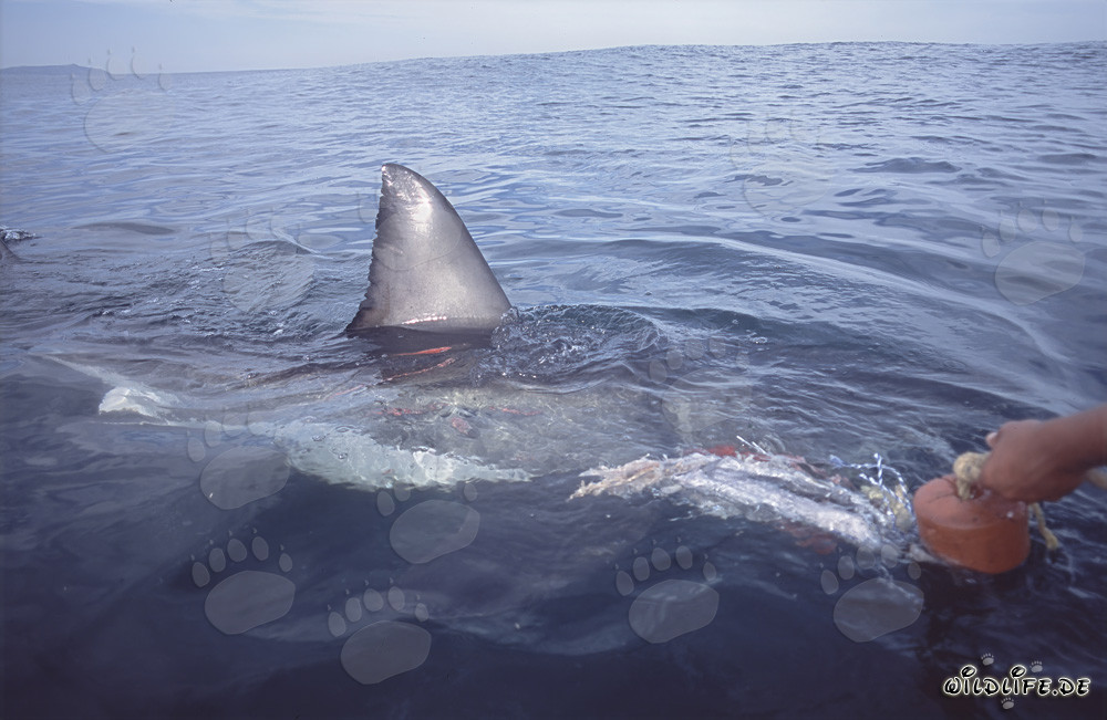 Impressionnante nageoire dorsale d'un grand requin blanc