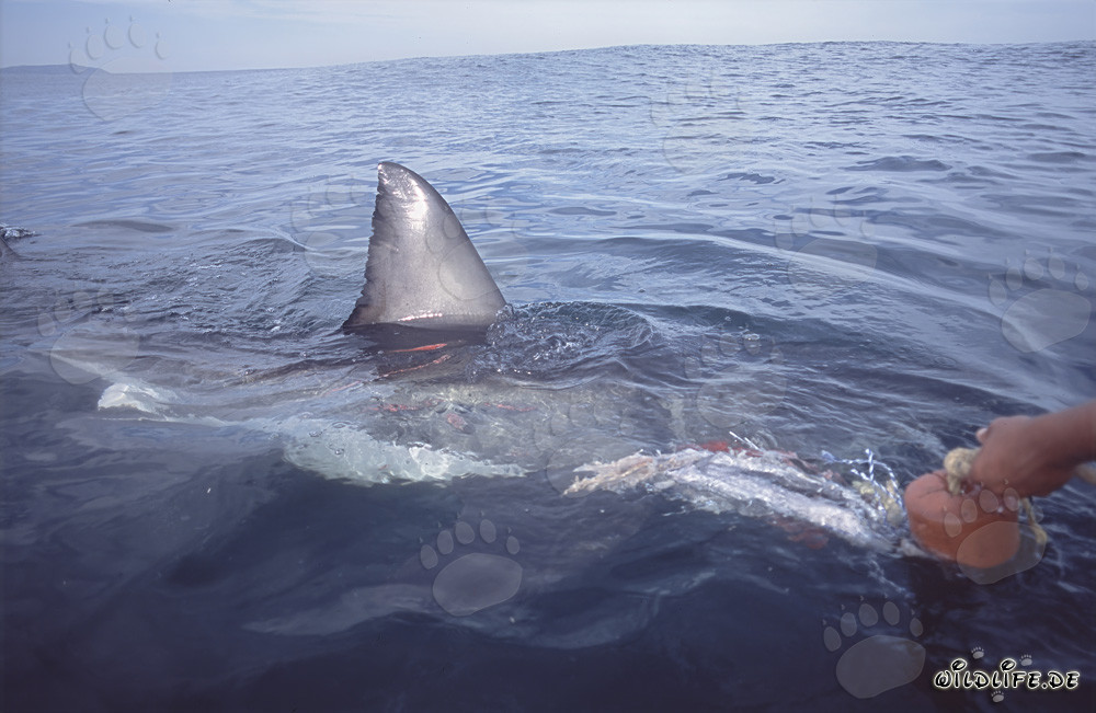 Impressive dorsal fin of a Great White Shark