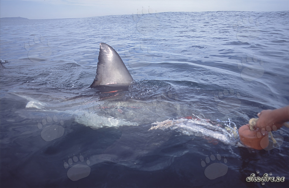 Impresionante aleta dorsal de un tiburón blanco