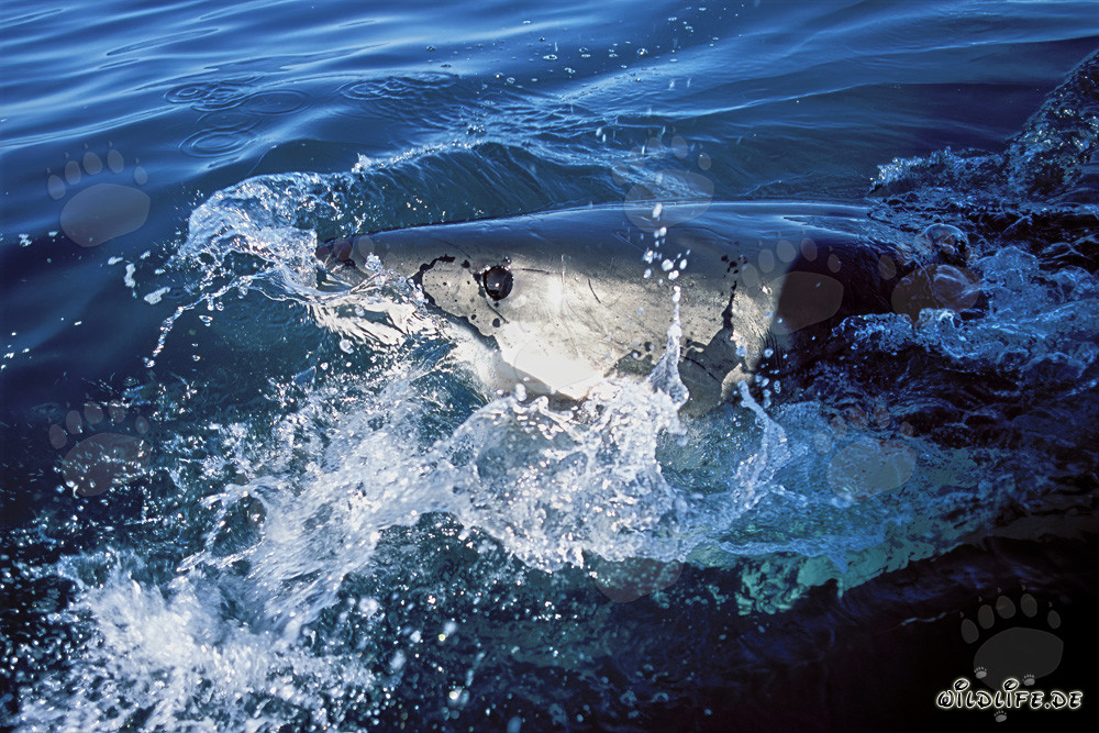 Œil bleu profond fascinant du grand requin blanc