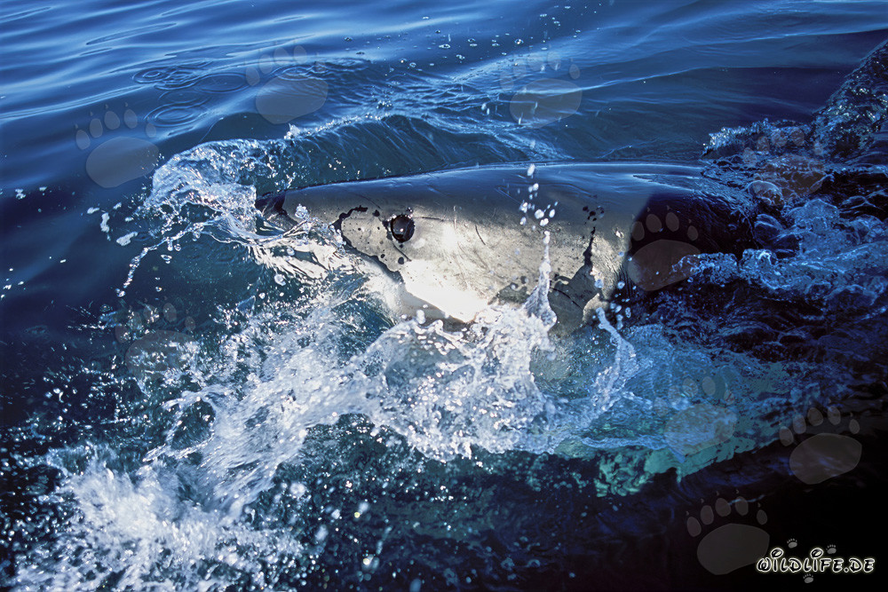 Fascinating deep blue eye of the Great White shark