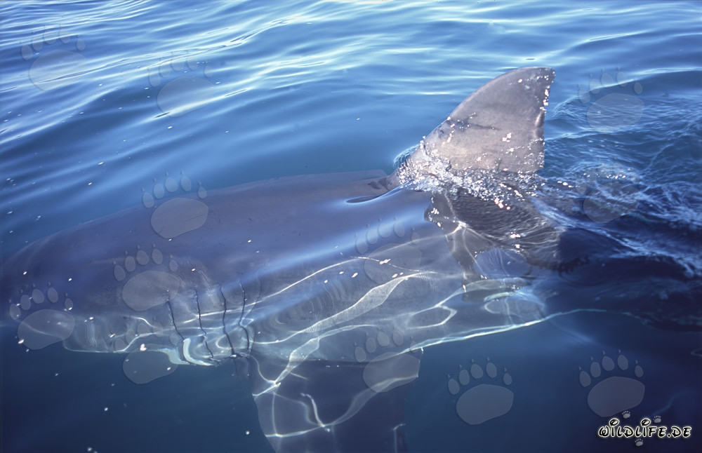 Great White Shark Dorsal Fin