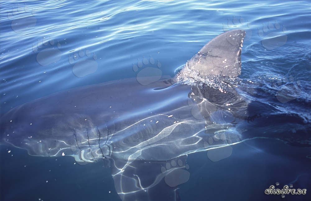 Aleta dorsal de tiburón blanco