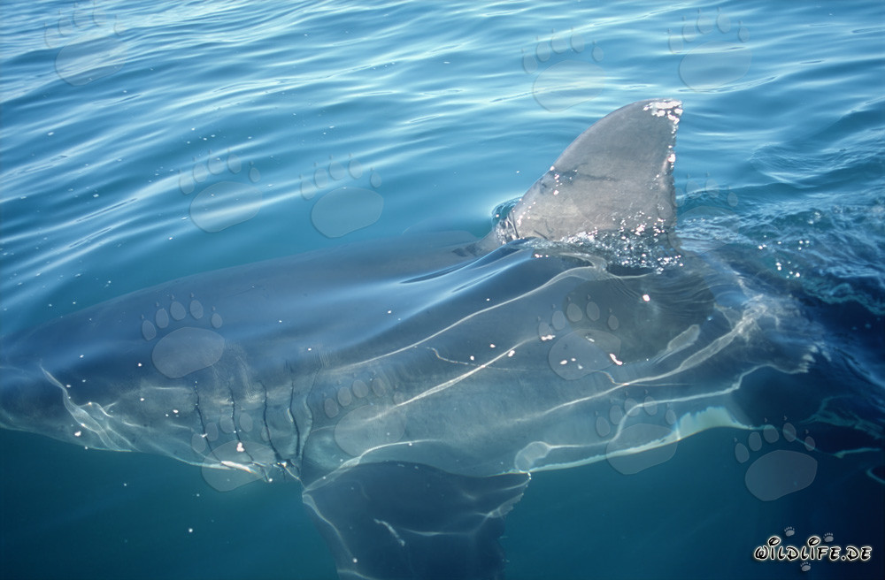 Aleta dorsal majestuosa del gran tiburón blanco frente a la costa de Gansbaai