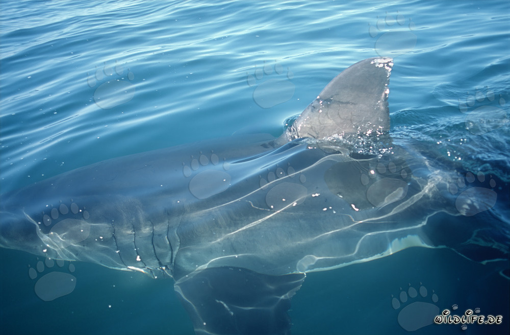 Nageoire dorsale majestueuse du grand requin blanc au large de Gansbaai