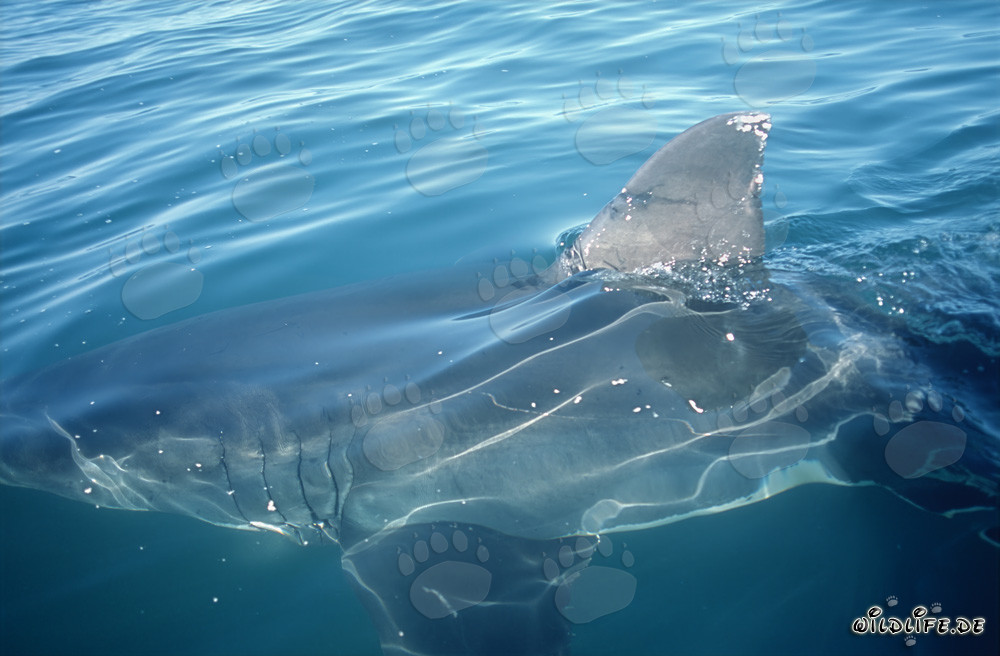Pinna dorsale maestosa dello squalo bianco davanti alla costa di Gansbaai