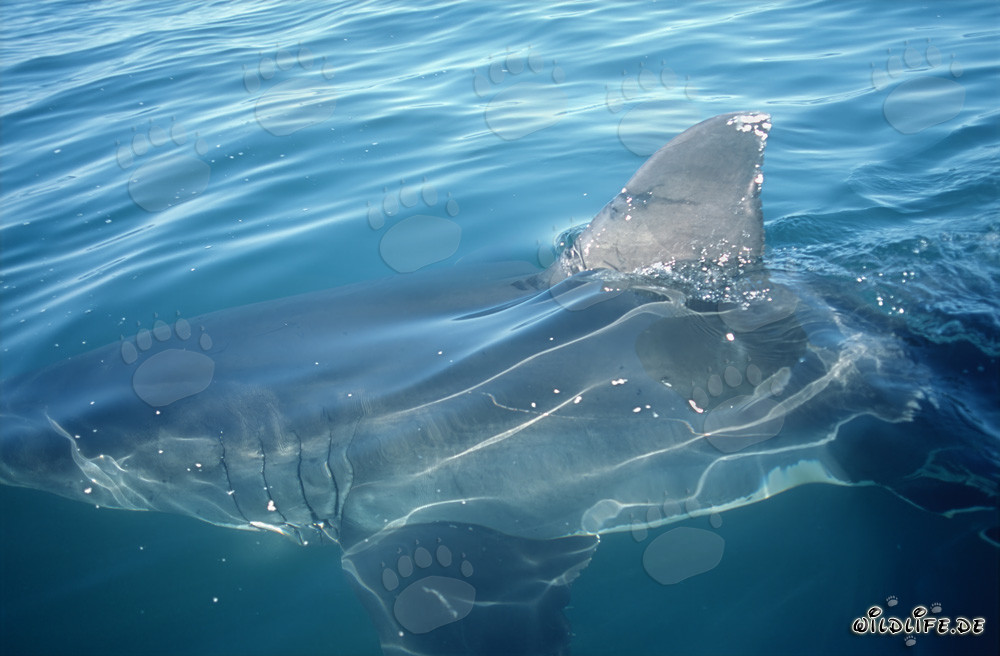 Majestic white shark dorsal fin off the coast of Gansbaai