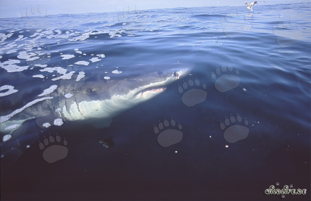Grand requin blanc à la surface de l'eau