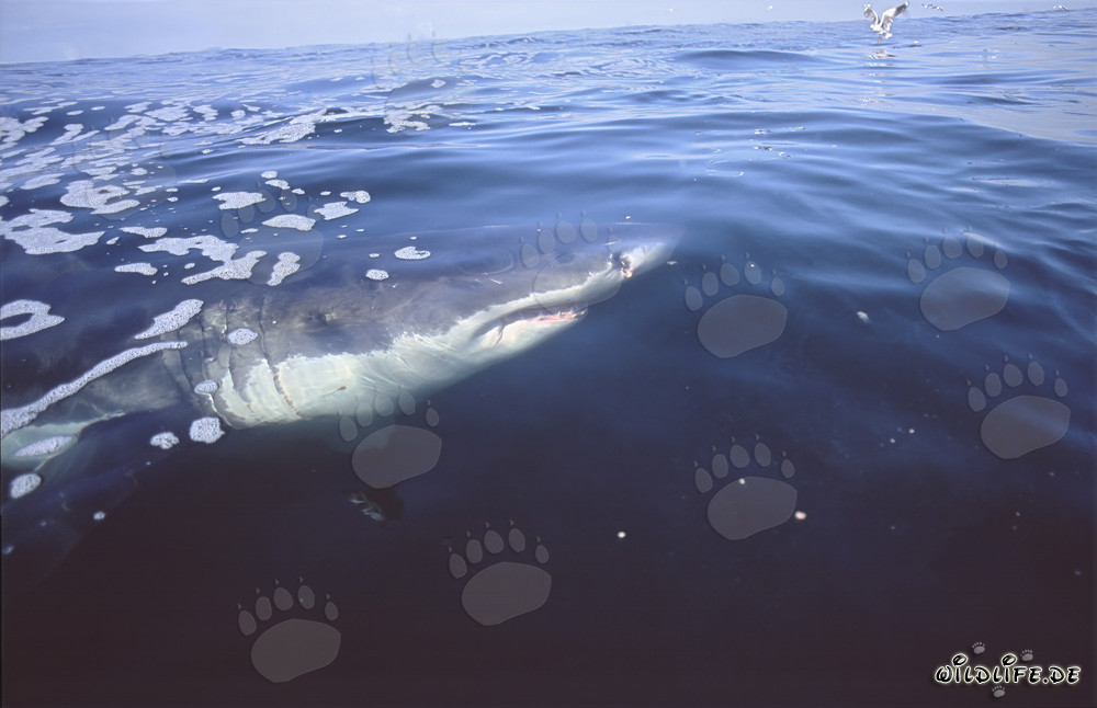 Great White Shark at the Water Surface